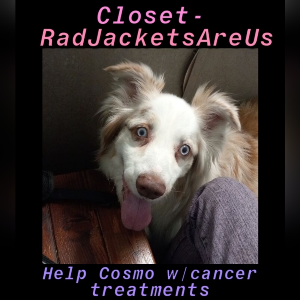 Please help Cosmo, aka "Big Happy" my red Merle aussie has cancer 😭🥺 - Picture 1 of 17